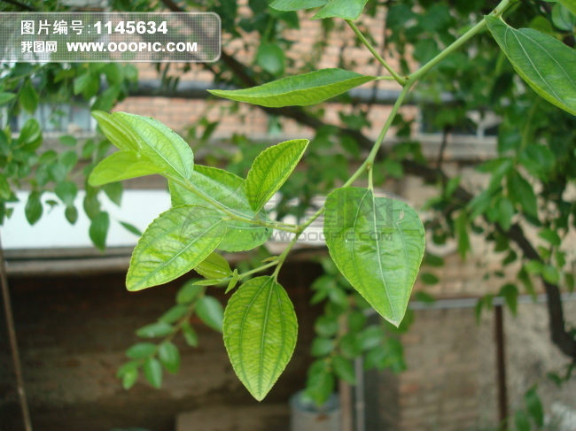 枣树的树叶的特点- 枣树叶子卷