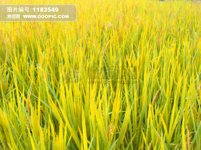 大自然能给我们许多启示,成熟的稻谷低着头,那