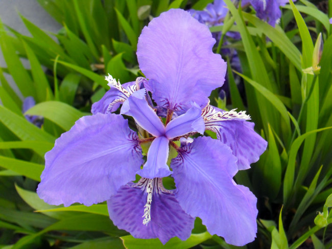 色花,叶子细长的植物是什么-紫色叶子的灌木,花