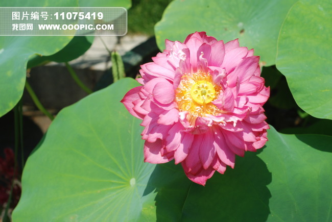 文章写雨打红莲,荷叶护莲运用了什么表达方式