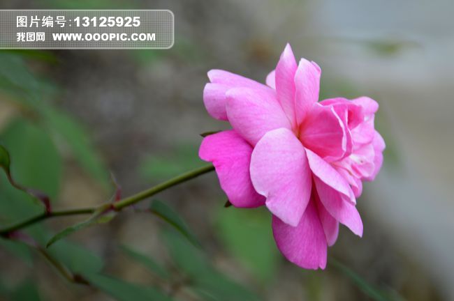 金银花从花蕾到开放花朵能持续几天时间?河南