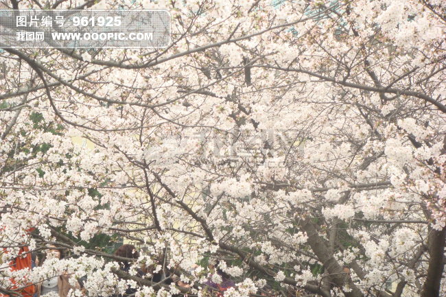 武大樱花图片素材(图片编号:961925)