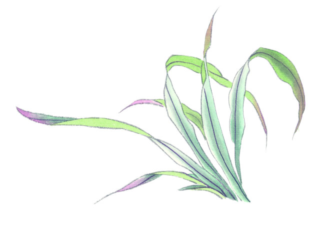 中国书画 气势 气韵 境界 花果植物 叶子 插画 中国艺术 国画 中国画图片