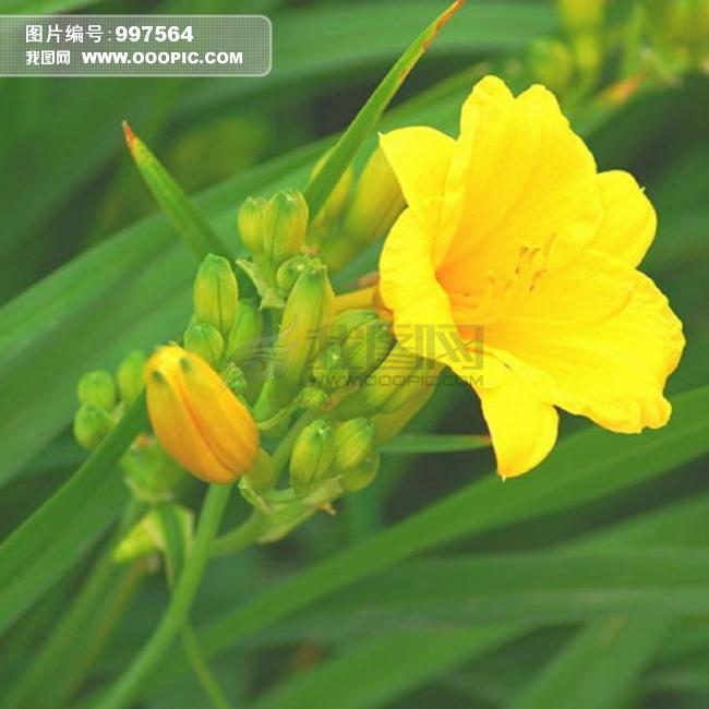 玉簪花+鲜花+花朵+植物