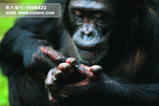 猿 猴子 动物 猿科动物 猿 猿人 猿类模板下载(图