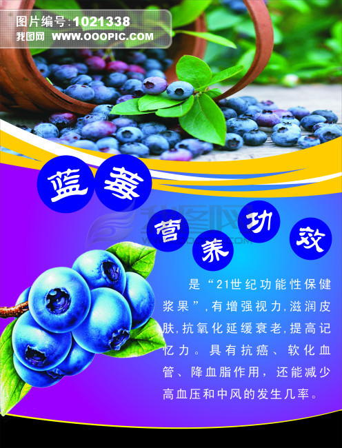 蓝莓营养功效模板下载(图片编号:1021338)_其