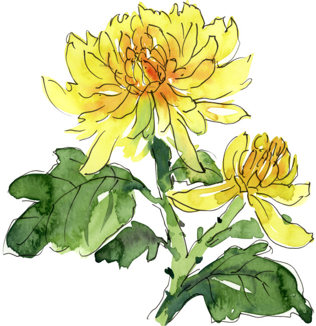 菊花插画 菊花插画图片