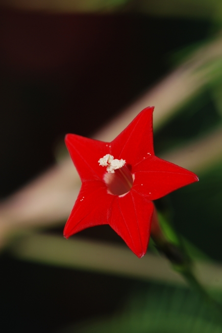 鲜花 小红花图片下载 小红花 小红花图片 红色 鲜艳 鲜艳的花朵