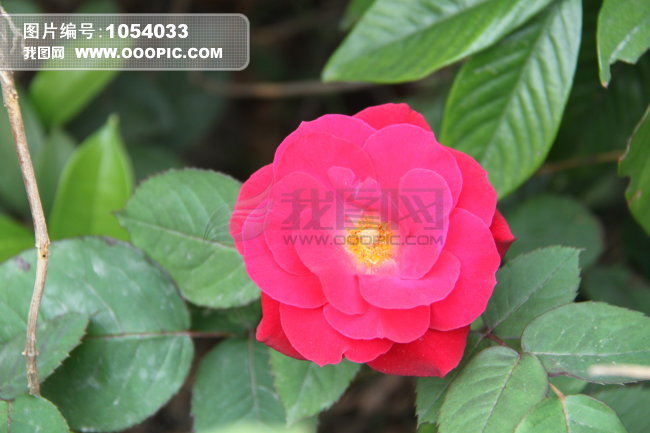 红色月季花模板下载(图片编号:1054033)__风景