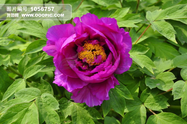 [转载]清宫秘藏生男育女表_悟真子