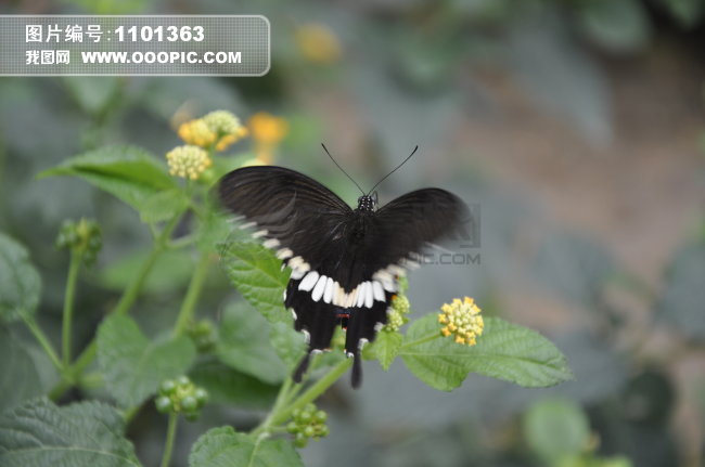美丽的蝴蝶图片素材(图片编号:1101363)_动物