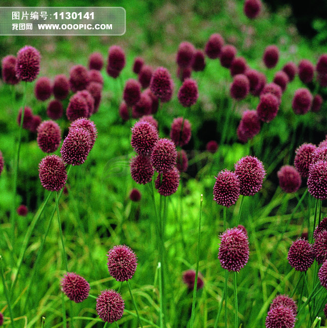 漂亮的鲜花图片素材(图片编号:1130141)_植物