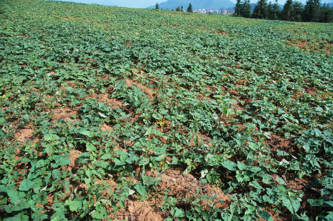 红薯种植模板下载(图片编号:1131313)_其他_其