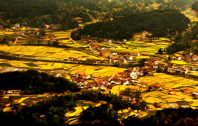 油菜花风景 油菜自然景观