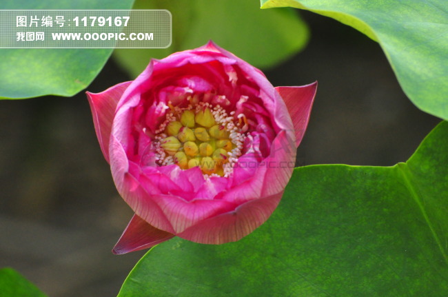 漂亮荷花摄影图片