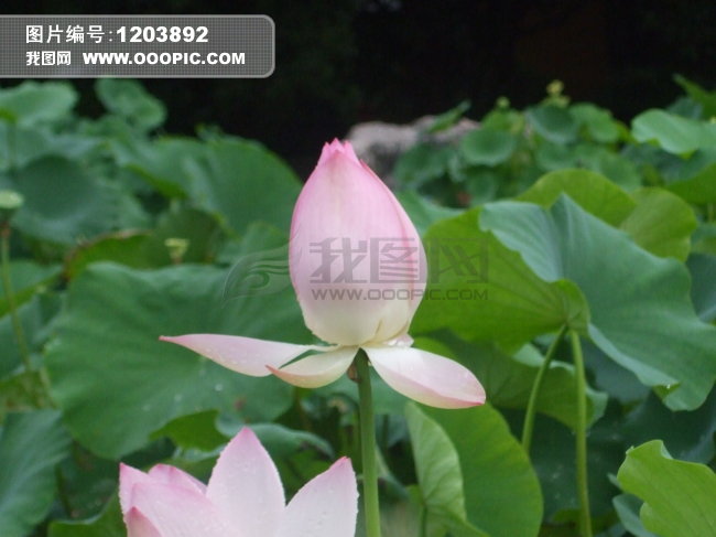 荷花<em>图片库</em>图片素材(图片编号:1203892)_自然