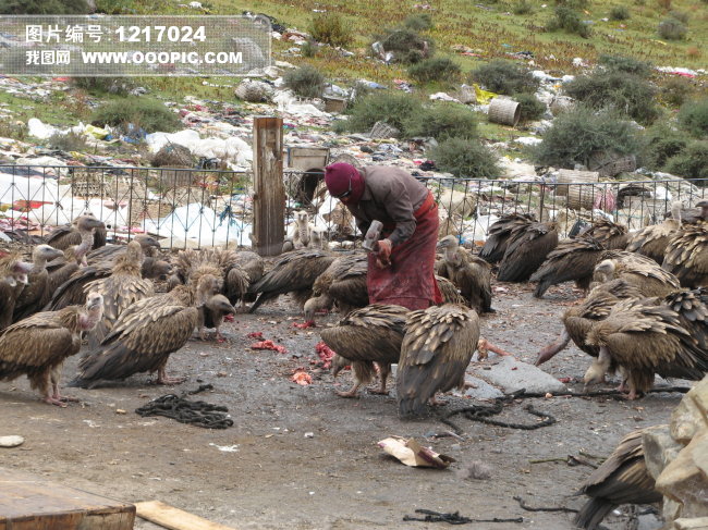 西藏<em>天葬女人</em>真实视频;