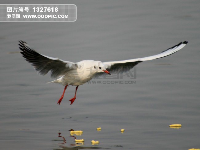 候鸟+黄河流域越冬