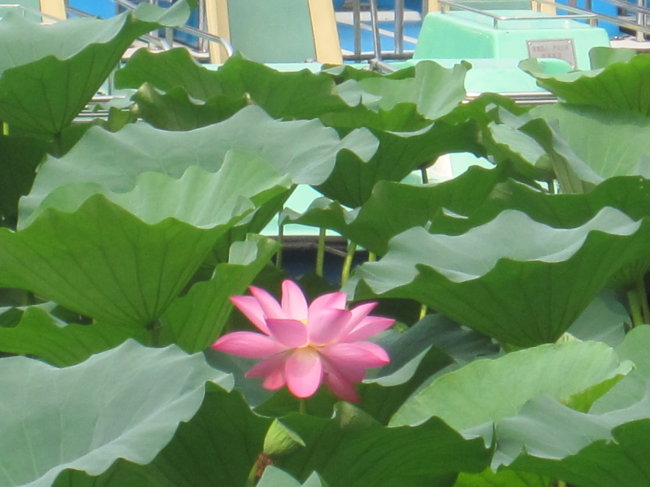 荷花荷叶