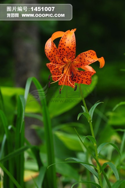 野生百合花模板下载(图片编号:1451007)__生物