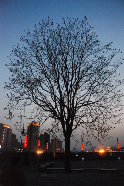 树的默想模板下载 树的默想图片下载 夜色阑珊 夜景 树 一棵树