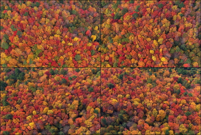 影视制作素材红色森林高清视频模板下载(图片