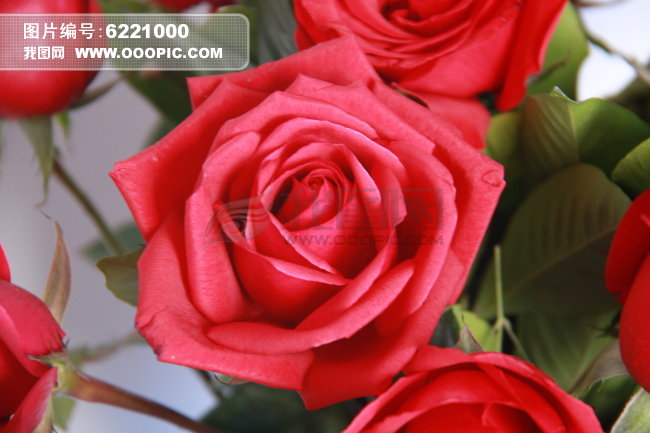 玫瑰花写真图片素材(图片编号:6221000)