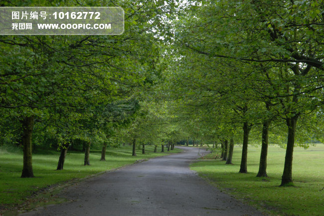 公园林荫道图片素材(图片编号:10162772)