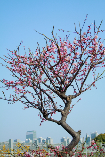 梅花图片模板下载(图片编号:10163786)_其他_