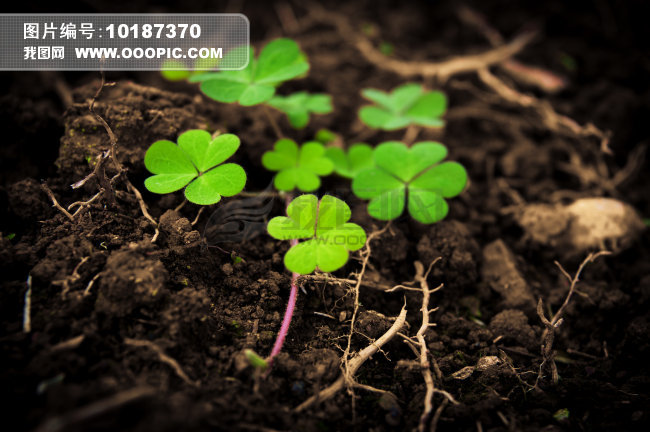 三叶草-绿色生命力植物图片图片素材(图片编号