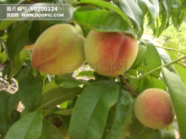 <em>桃子图片</em>图片素材(图片编号:10200324)_植物图