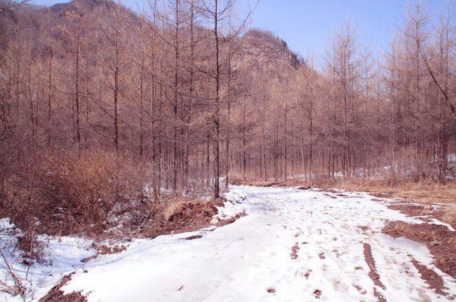 森林 金色森林 林中小路 雪中脚印 希望 大山 冬天 冬天背景 苍凉