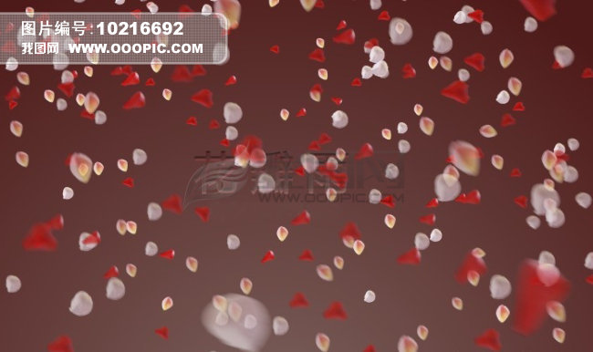 花瓣雨_仲夏的花瓣雨_花瓣雨歌词_社会新闻_