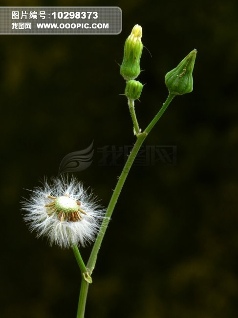 <em>苦</em>菜花<em>照片图片</em>素材(<em>图片</em>编号:10298373)_植物
