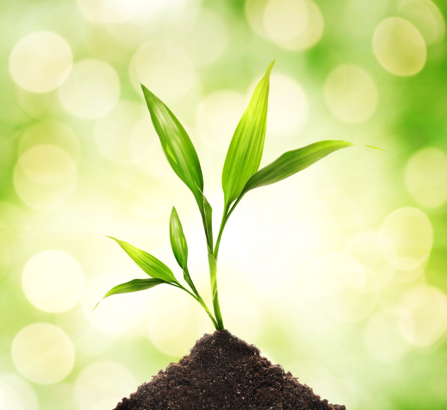 芬芳泥土植物发芽图片绿色生长植物模板下载(