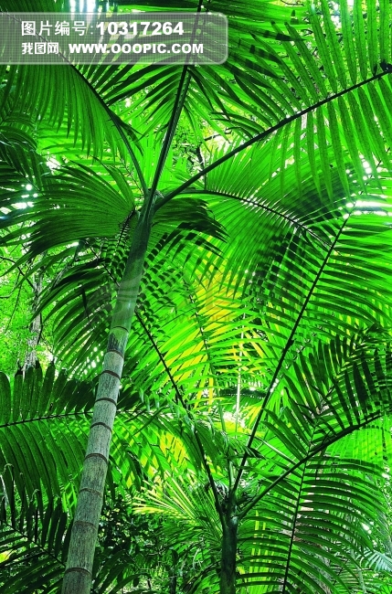绿色植物底图背景图片素材(图片编号:10317264