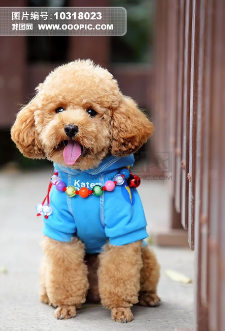 宠物泰迪犬图片素材(图片编号:10318023)_动物