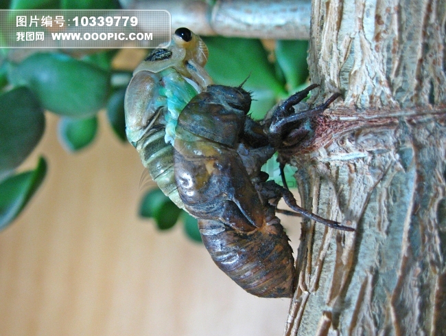 蝉虫 知了图片下载