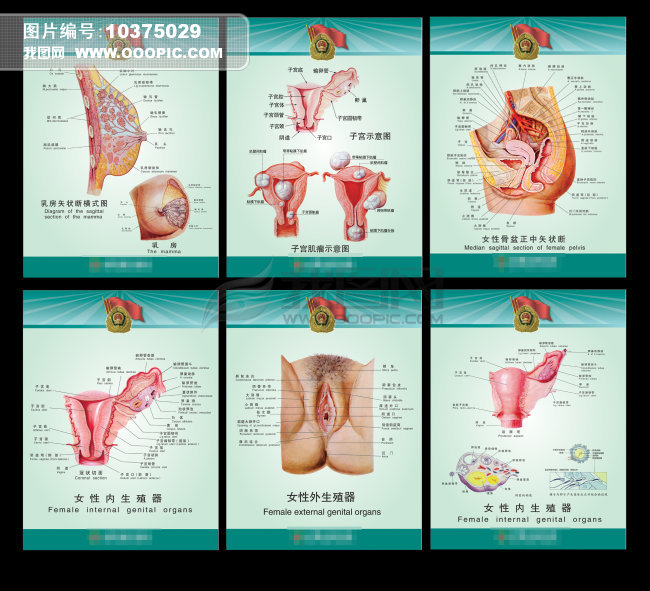 女性解剖图模板下载(图片编号:10375029)_医院展板
