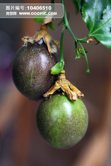 水果百香果图片下载