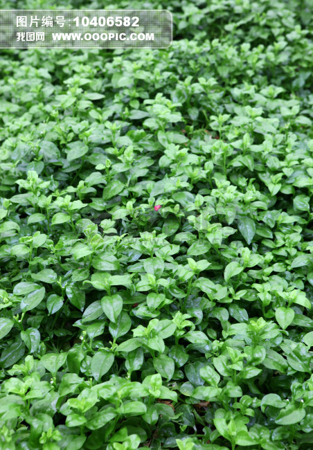 蔬菜穿心莲图片下载