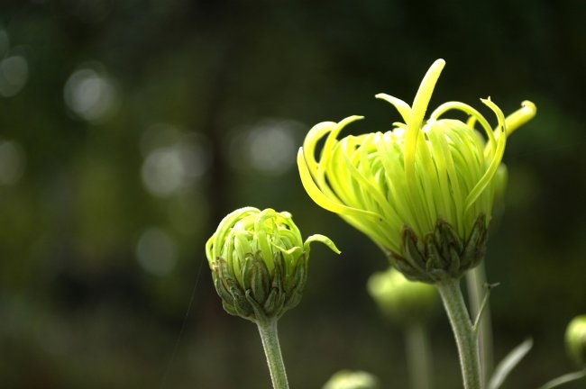 菊花花蕾