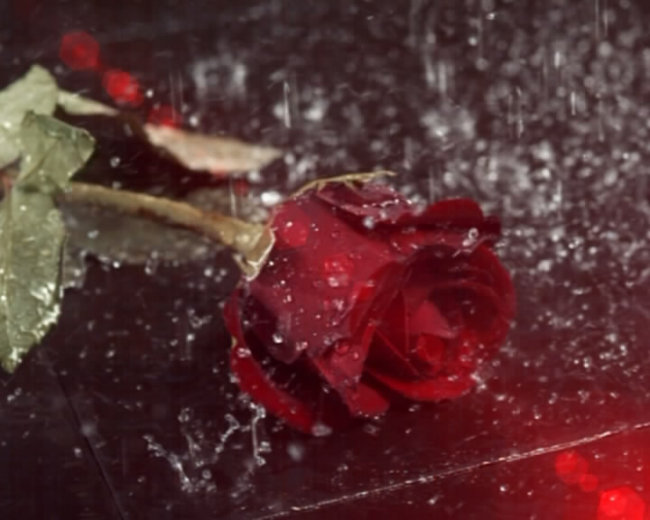 雨中等爱的玫瑰视频模板下载(图片编号:10443