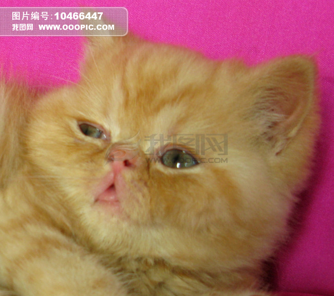 宠物红虎斑加菲猫图片素材(图片编号:1046644