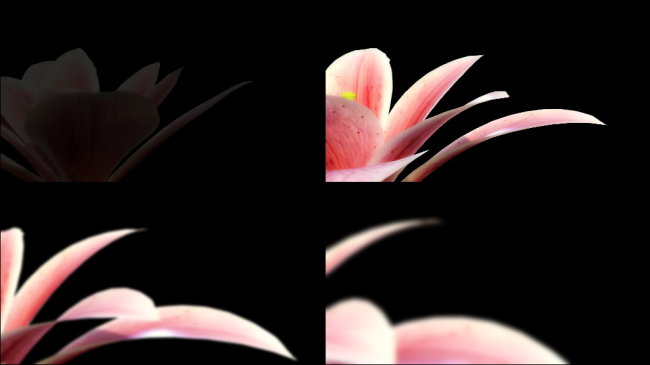 百合花开带通道动态背景视频带通道