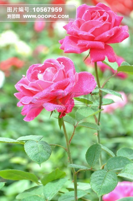 红红<em>姊妹花</em>图片素材(图片编号:10567959)_<em>植物</em>