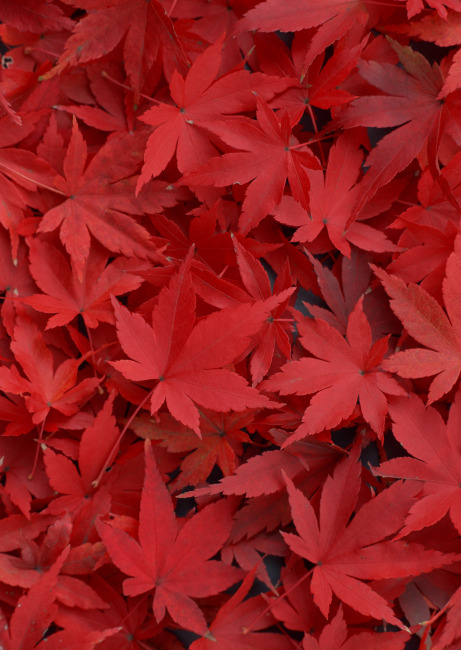 红叶模板下载 枫叶图片 红叶图片下载 树叶背景 落叶 枯叶 秋天的落叶