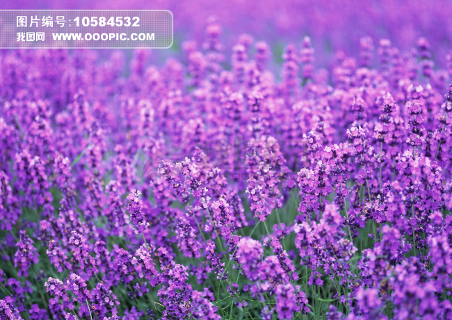 高清熏衣草风景<em>图片图片</em>下载