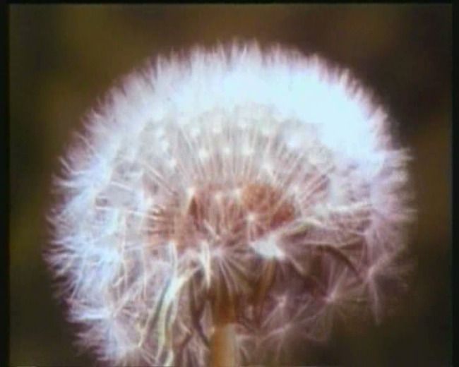 各种花开视频模板下载(图片编号:10593933)_动