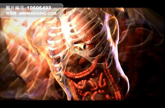 <em>高清人体</em>内器官分布视频(1080P)图片下载